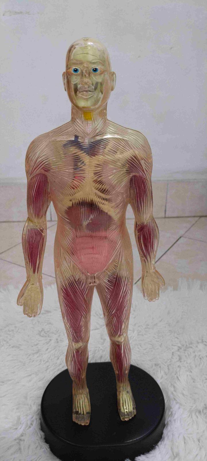 Coleccion de libros Anatomica y figura de cuerpo humano, foto 3 de 3