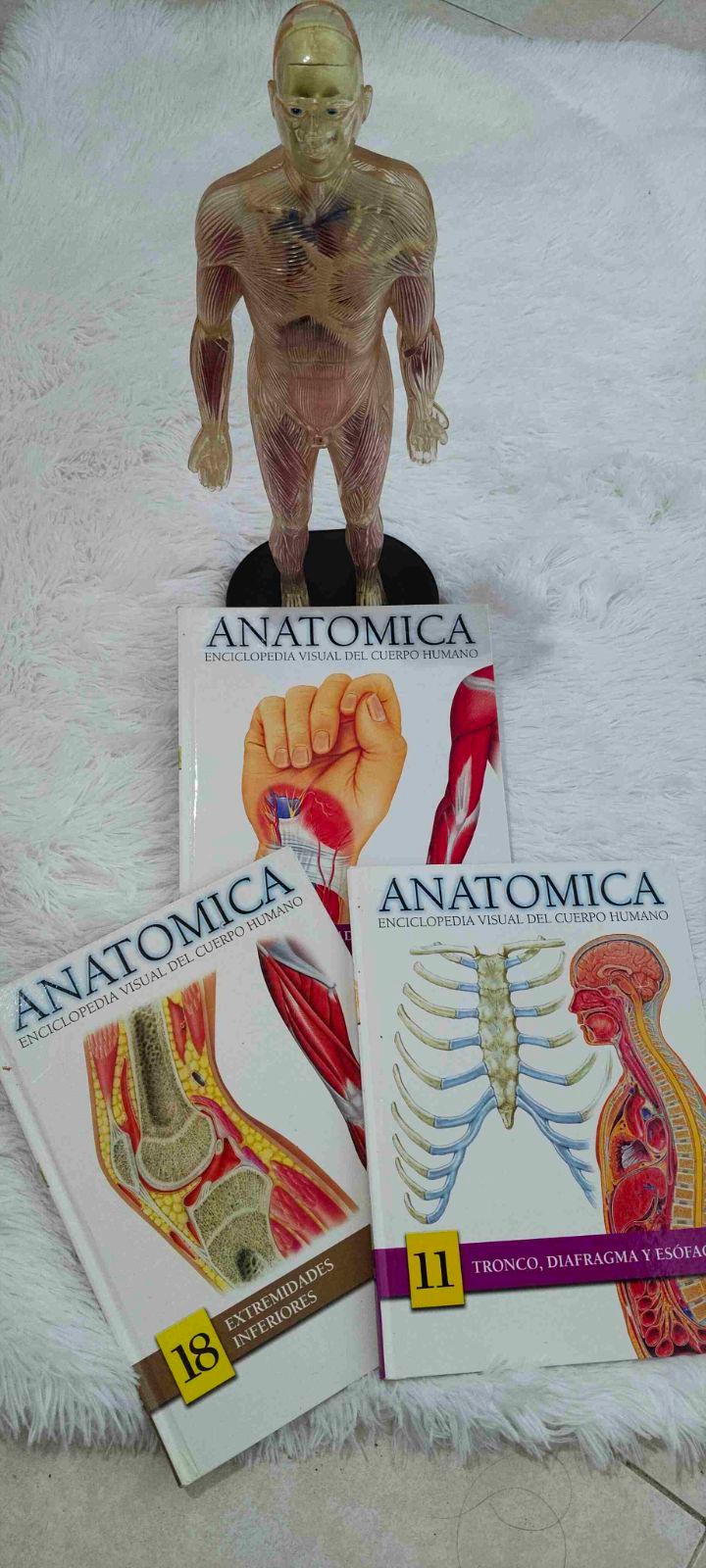 Coleccion de libros Anatomica y figura de cuerpo humano, foto 2 de 3