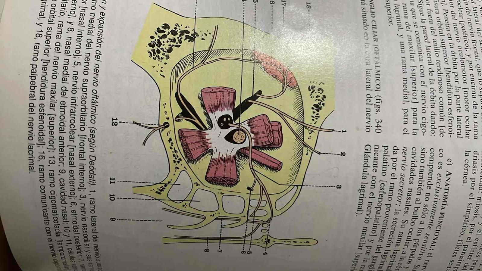 Libro de Anatomía Humana Tomo 1 Latarjet-Ruiz Liard, foto 7 de 8