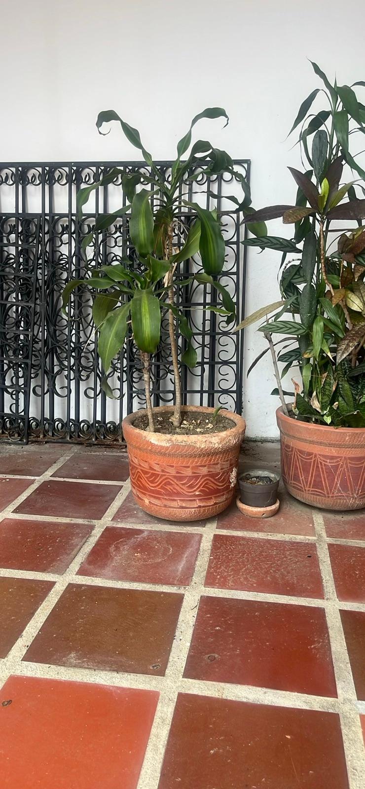 Macetas de terracota con plantas, foto 2 de 3